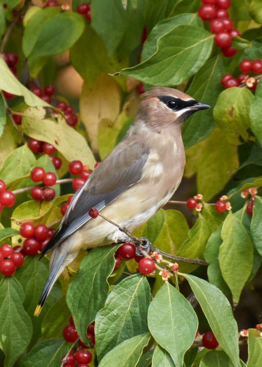 Zedernseidenschwanz - ML645281674