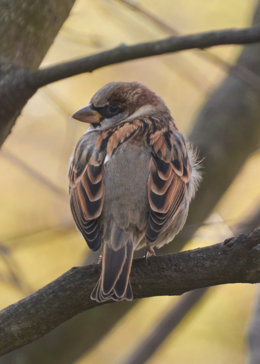 Haussperling - ML645281688