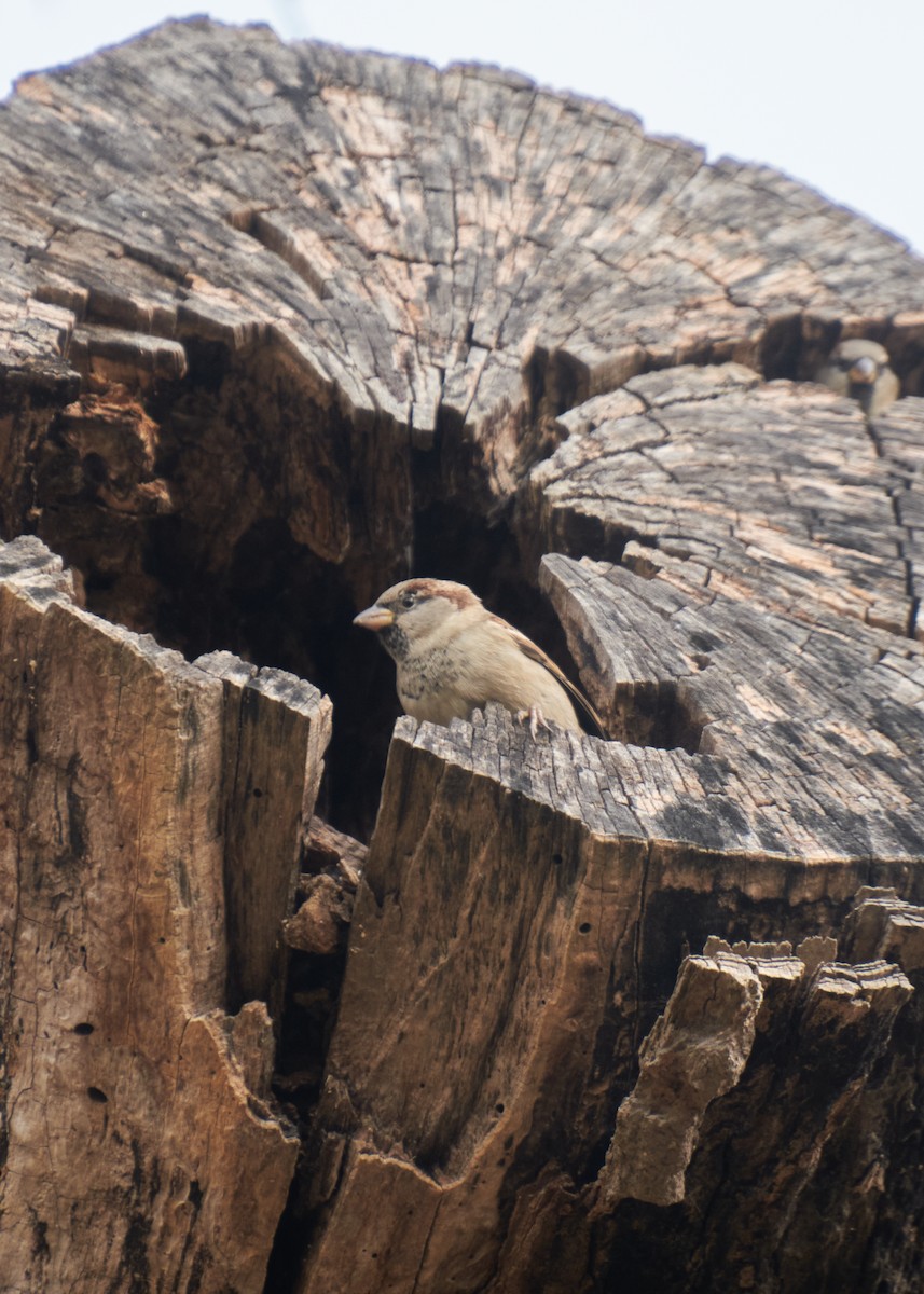 Haussperling - ML645281689