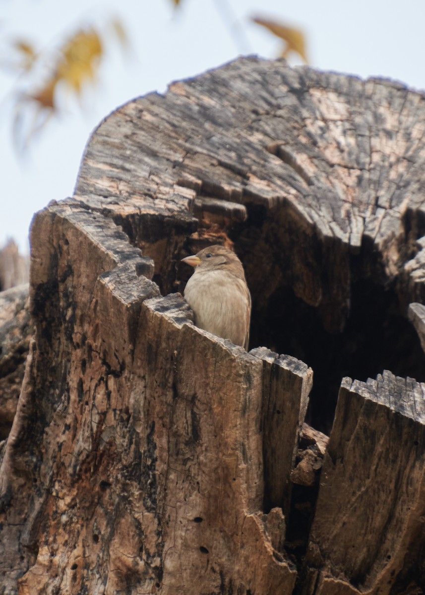 Haussperling - ML645281690