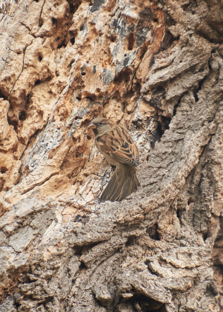 Haussperling - ML645281691