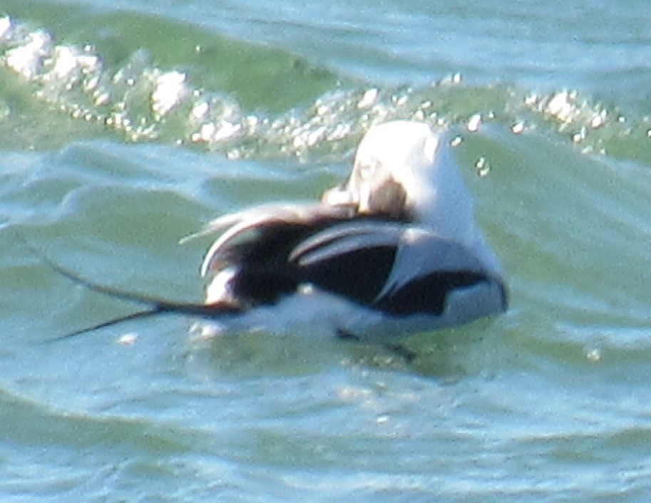Long-tailed Duck - ML645281694