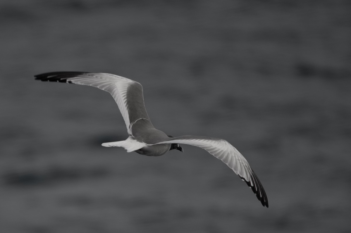 Gaviota Tijereta - ML645281710