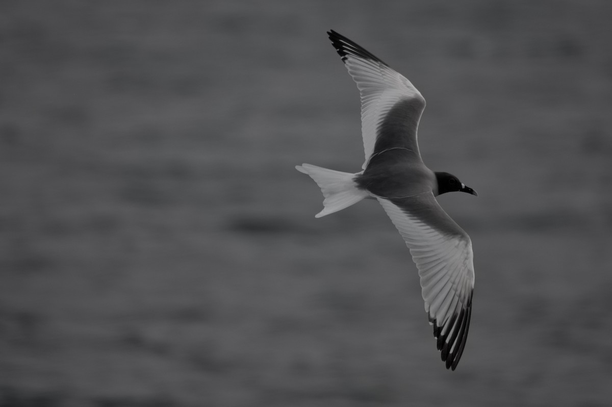 Gaviota Tijereta - ML645281711