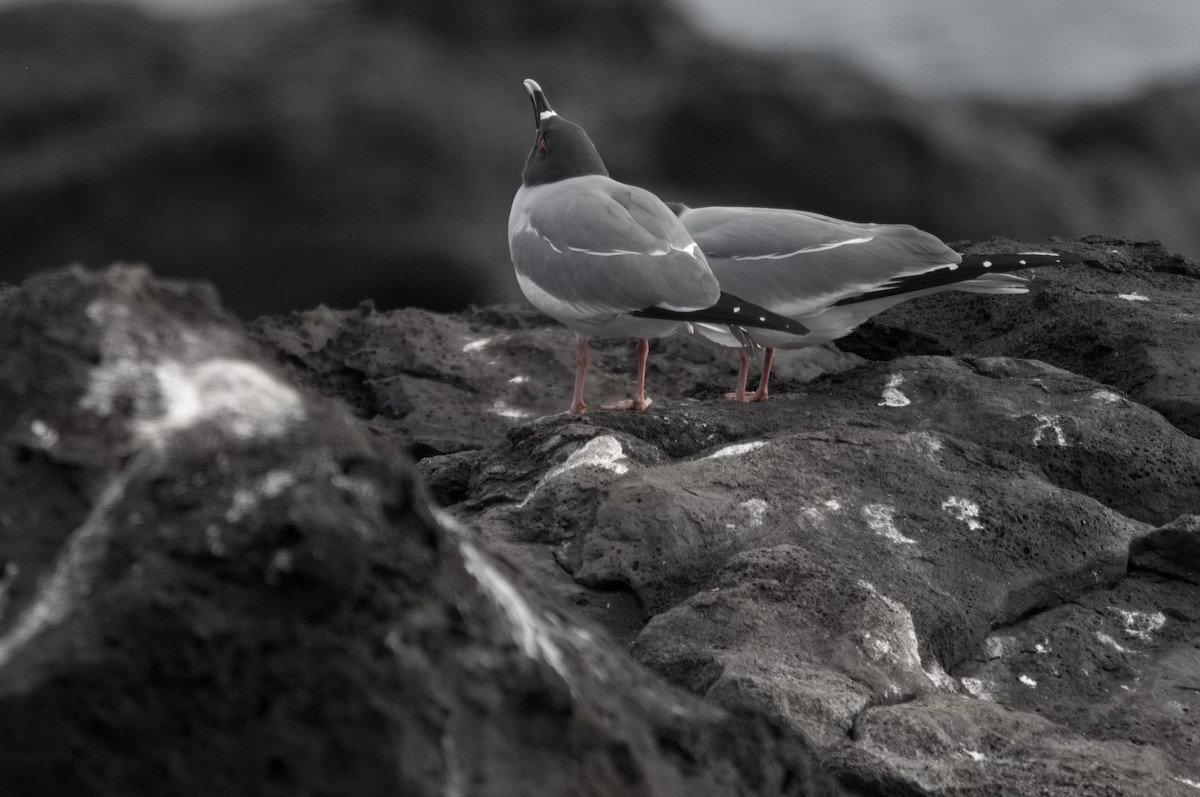 Gaviota Tijereta - ML645281712