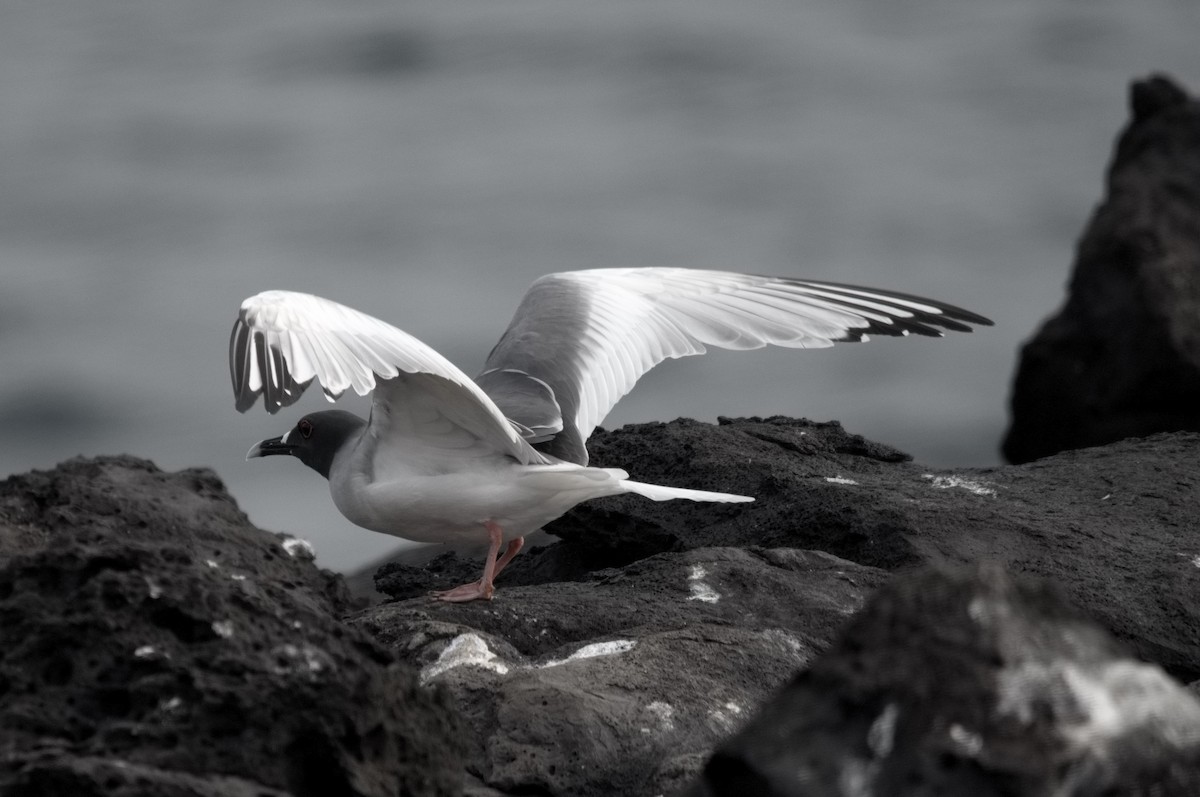 Gaviota Tijereta - ML645281713