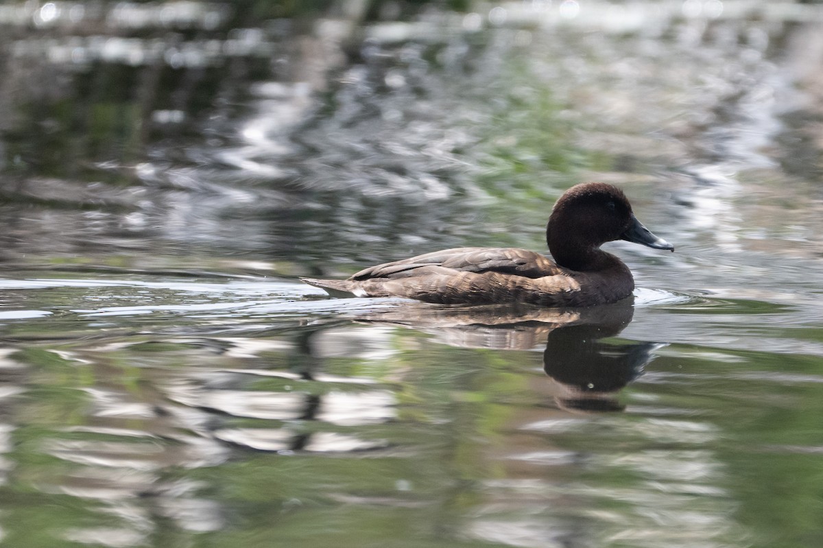 Hardhead - ML645281724