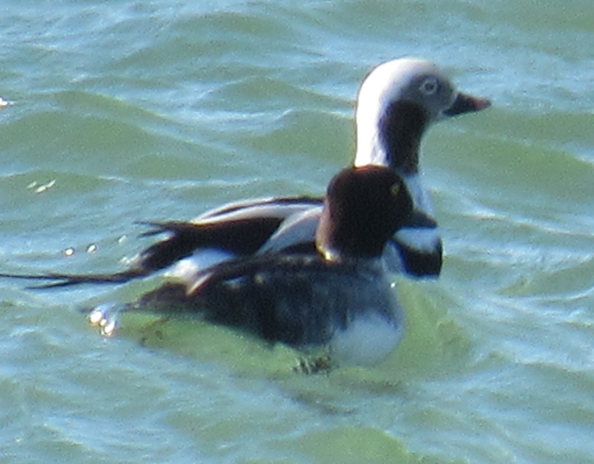 Long-tailed Duck - ML645281726