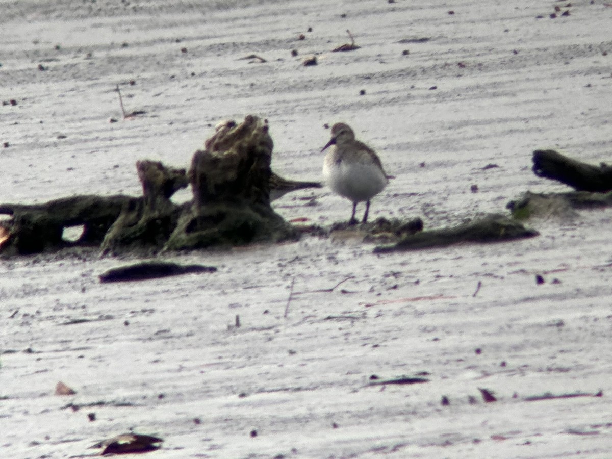 Gambecchio di Bonaparte - ML645281748