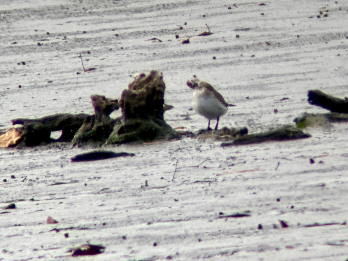 Gambecchio di Bonaparte - ML645281749