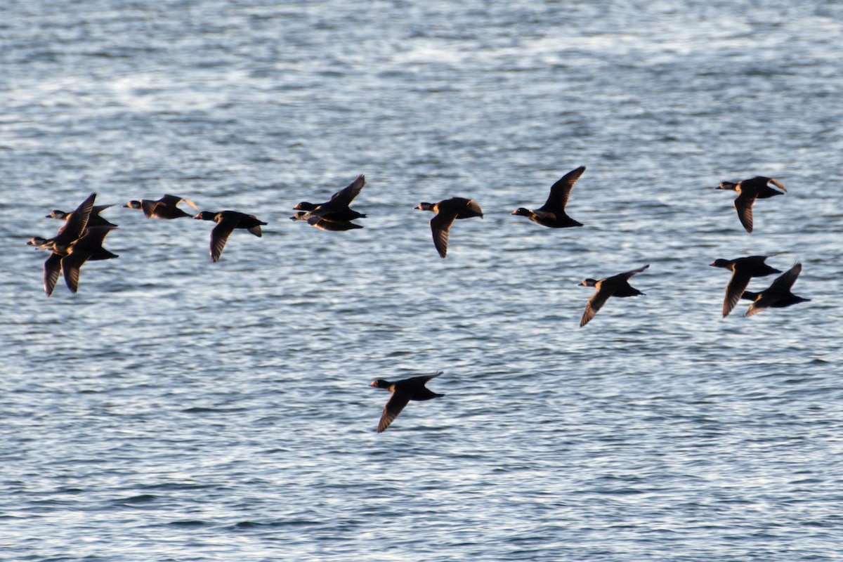 turpan žlutozobý - ML645281767