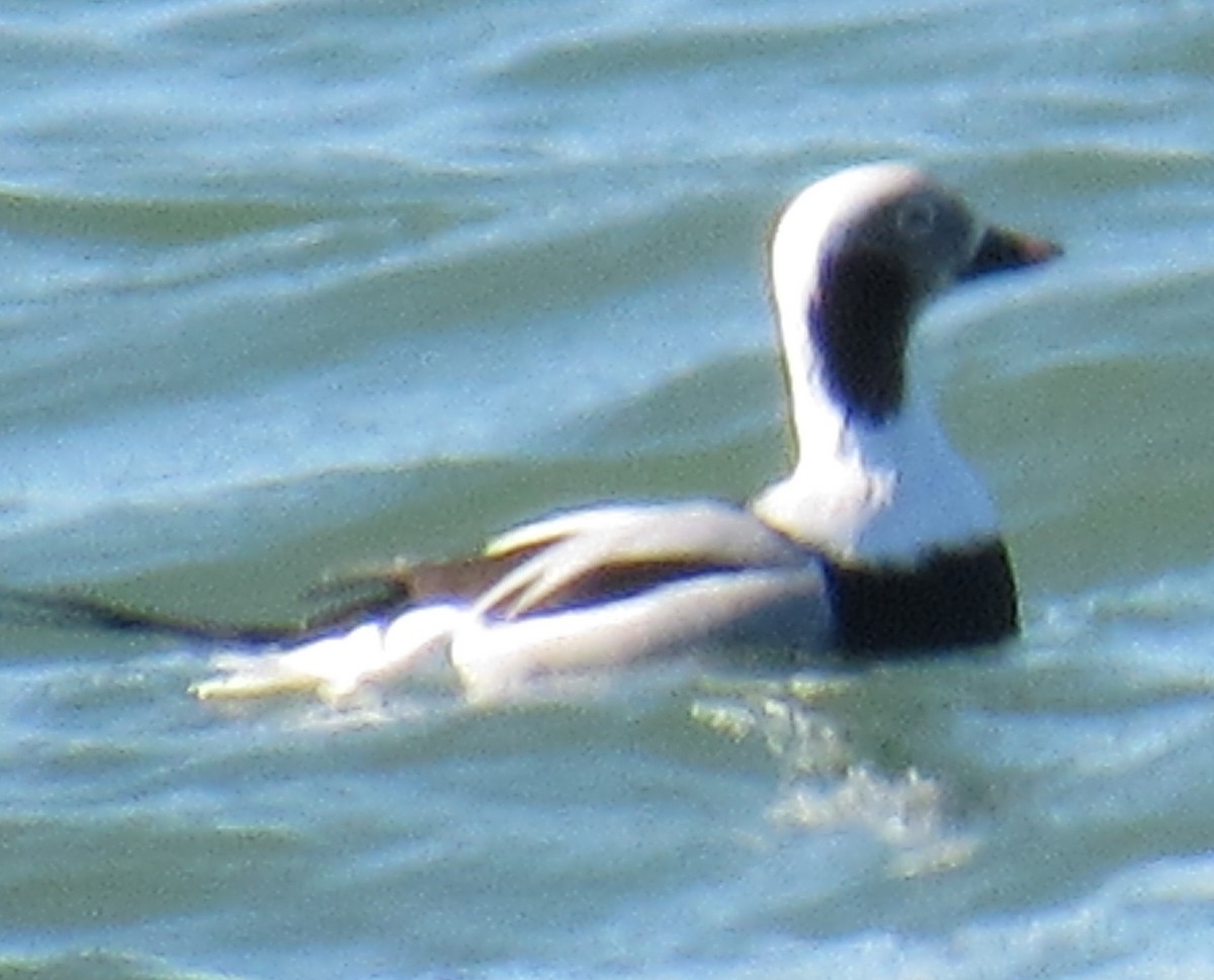 Long-tailed Duck - ML645281770