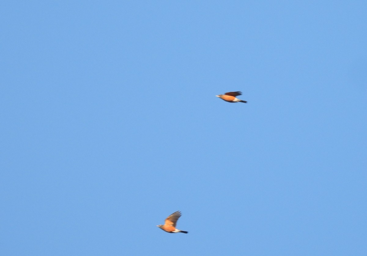 American Robin - ML645281771