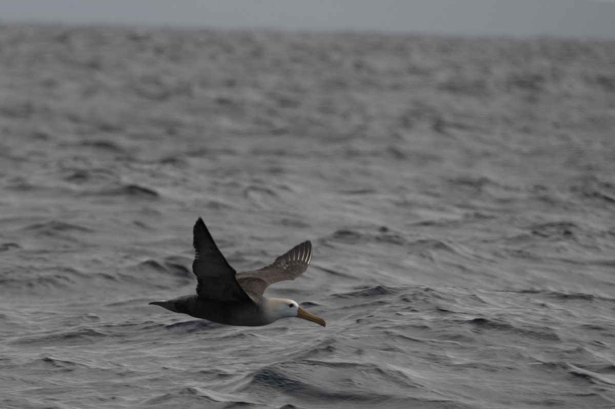 Albatros galapagoarra - ML645281773