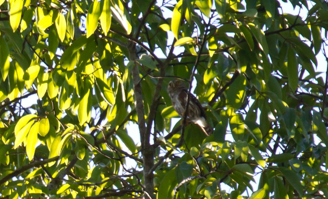 Least Pygmy-Owl - ML645281776