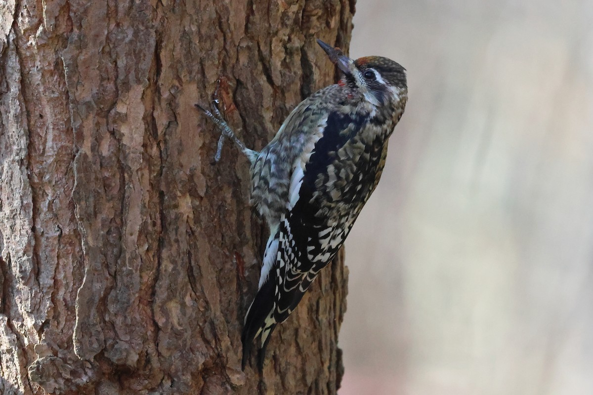 datel rudohrdlý - ML645281779