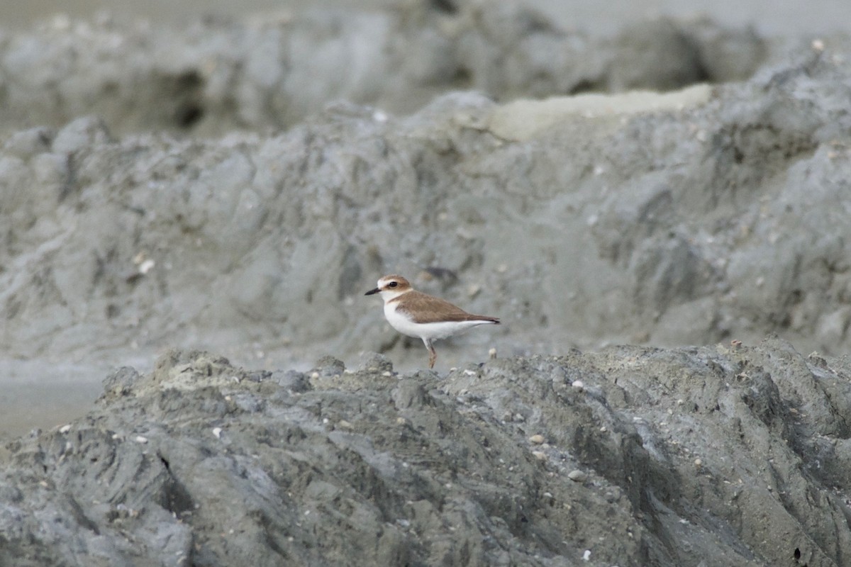 Javan Plover - ML645281800