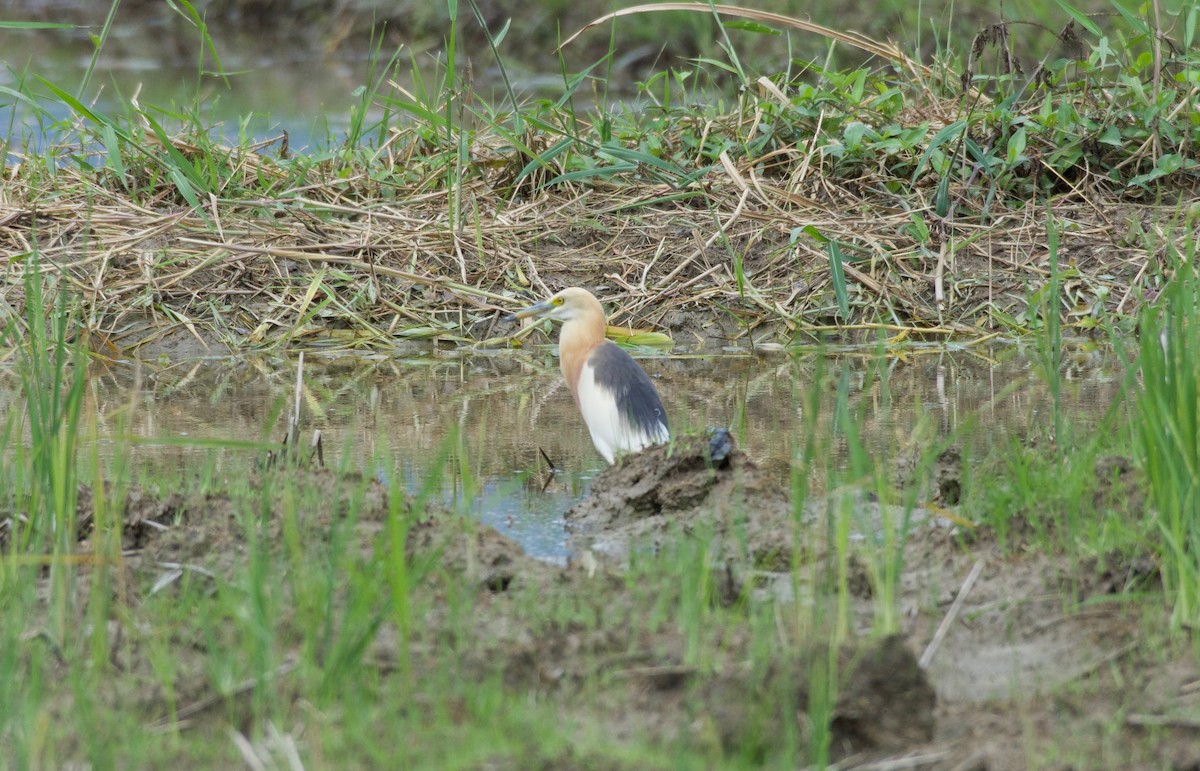 Javan Pond-Heron - ML645281810