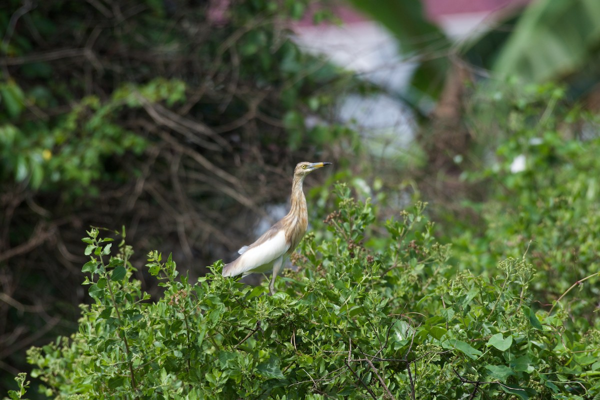 Javan Pond-Heron - ML645281811