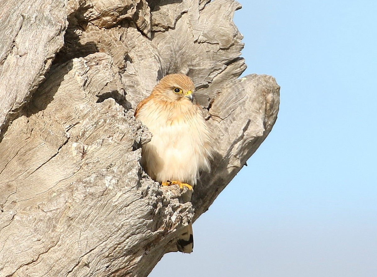 Nankeen Kestrel - ML645281815