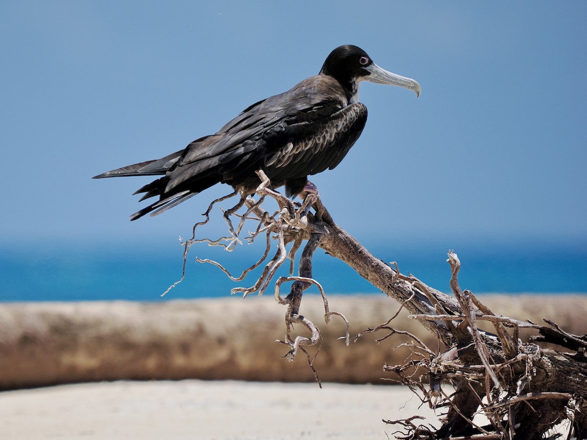 פריגט גדול - ML645281819