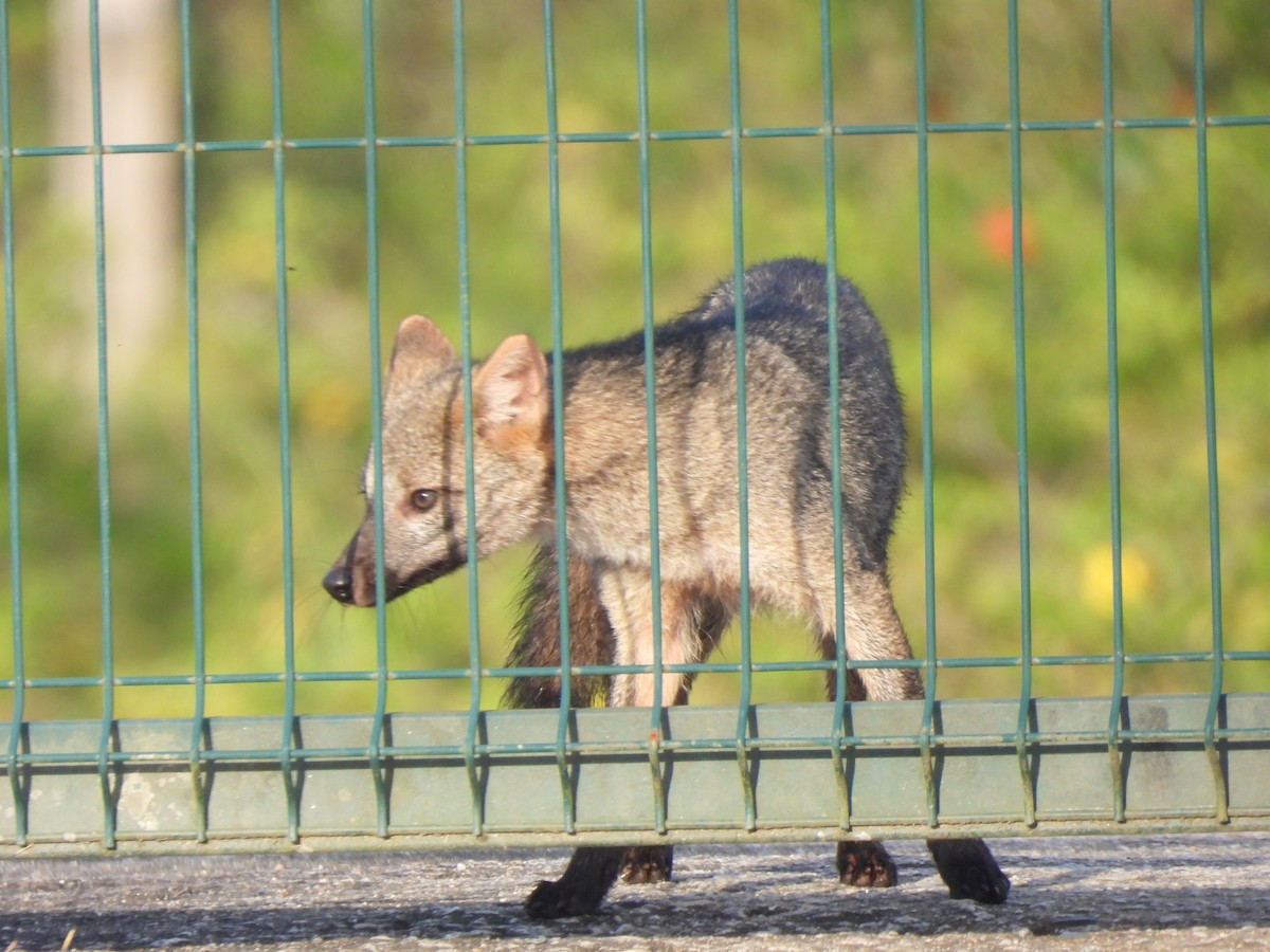 Animals - ML645281823