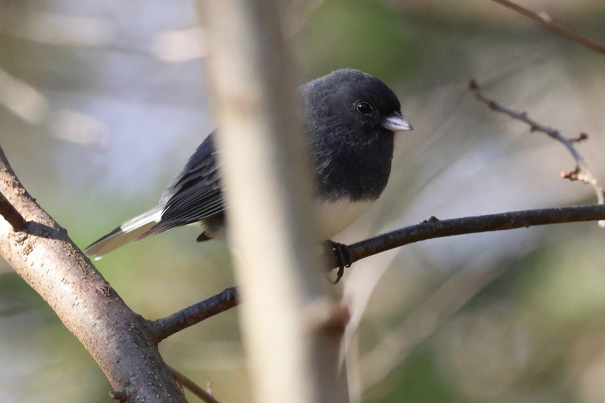 strnadec zimní - ML645281833