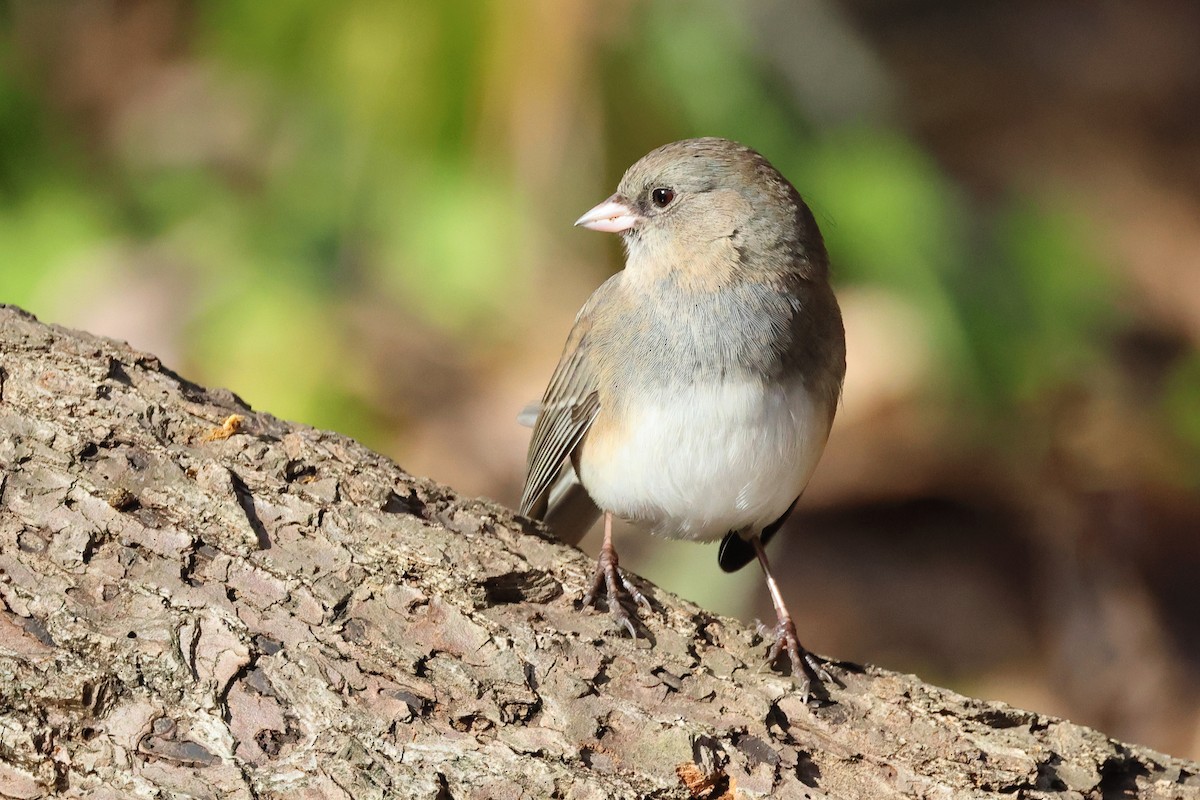 strnadec zimní - ML645281834