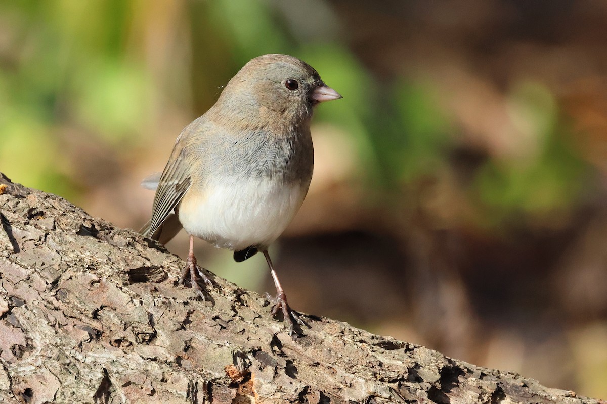 strnadec zimní - ML645281835