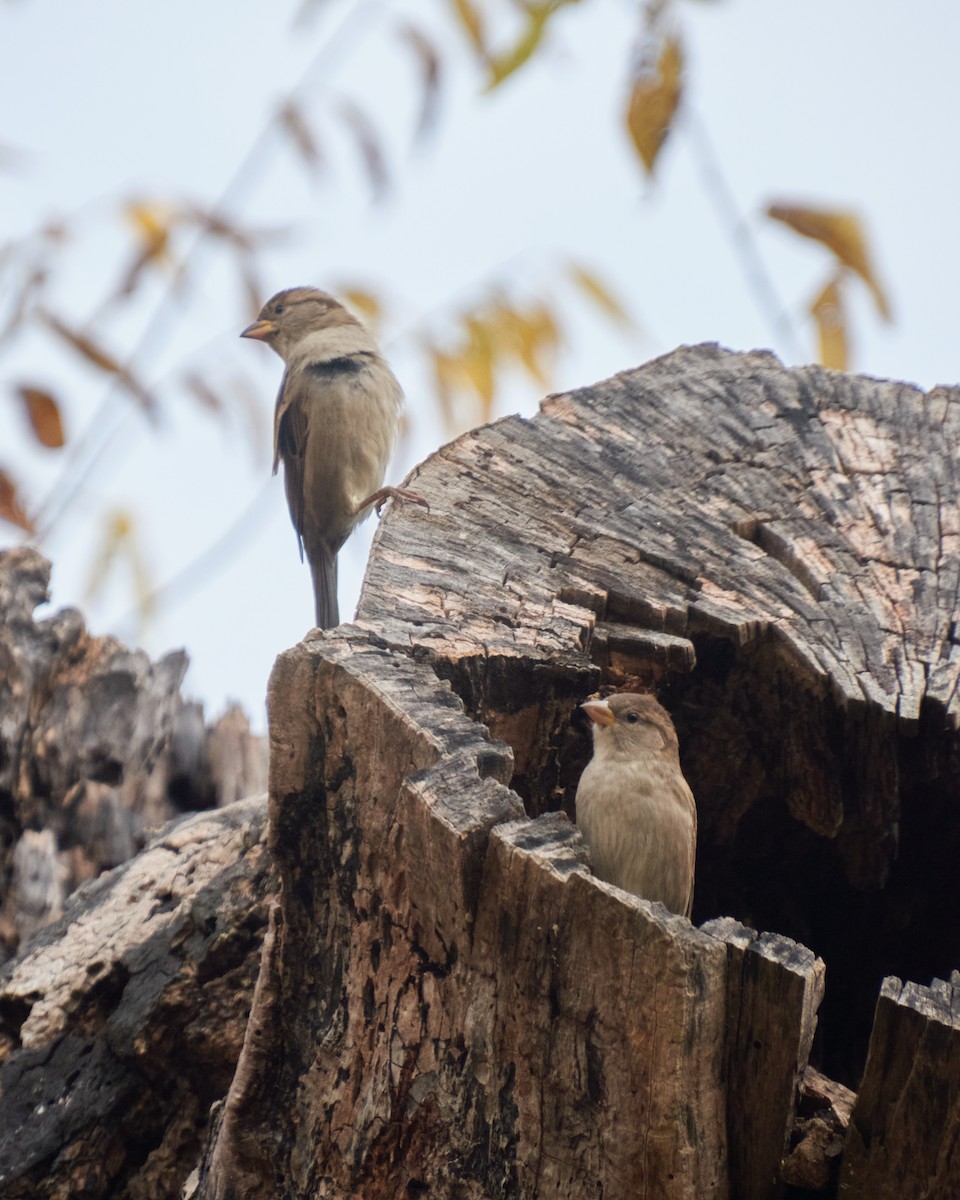 Haussperling - ML645281836