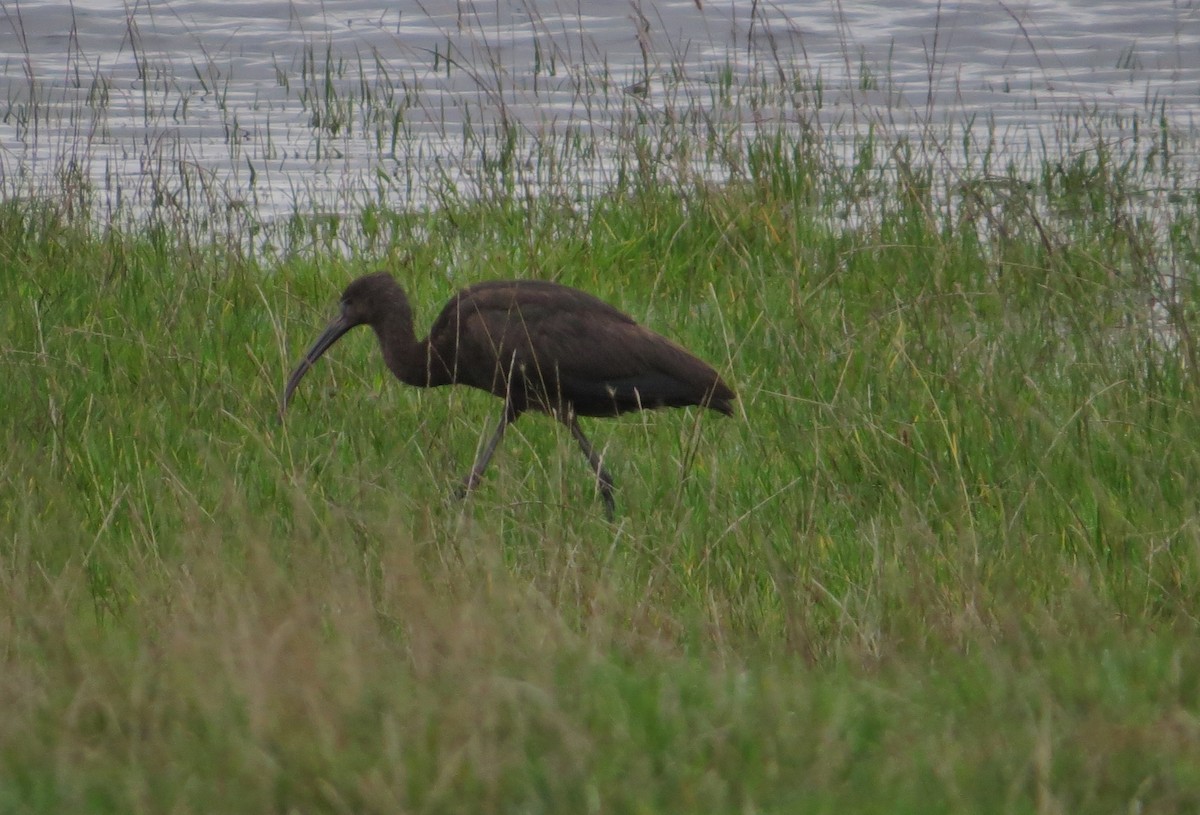 Glossy Ibis - ML645281843