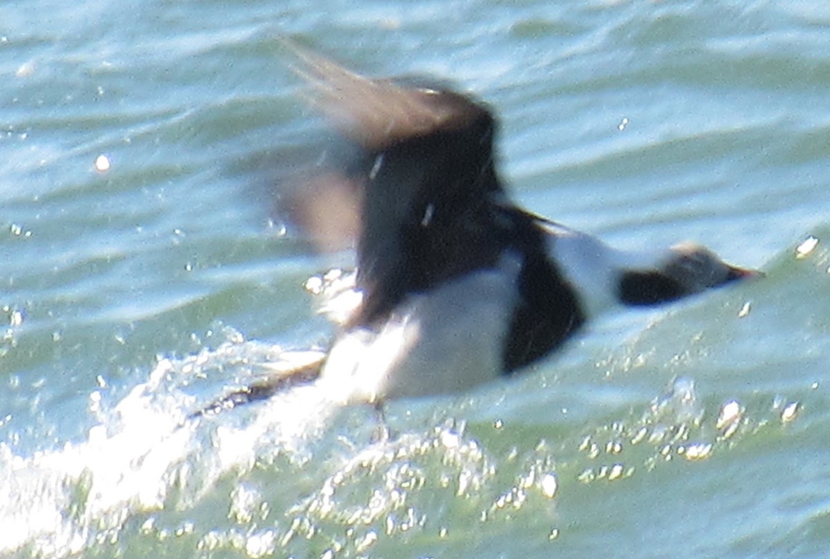 Long-tailed Duck - ML645281859