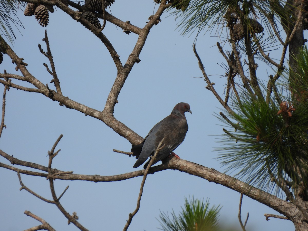 Paloma Picazuró - ML645281860