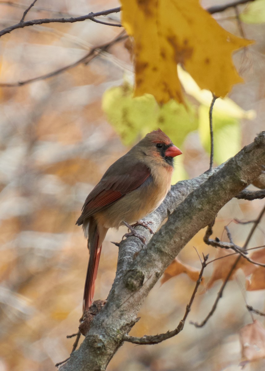 Rotkardinal - ML645281863