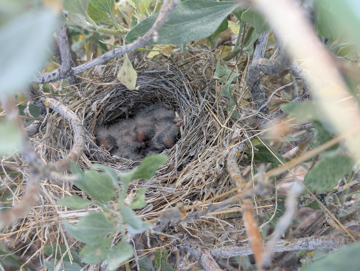 Black-throated Sparrow - ML645281866