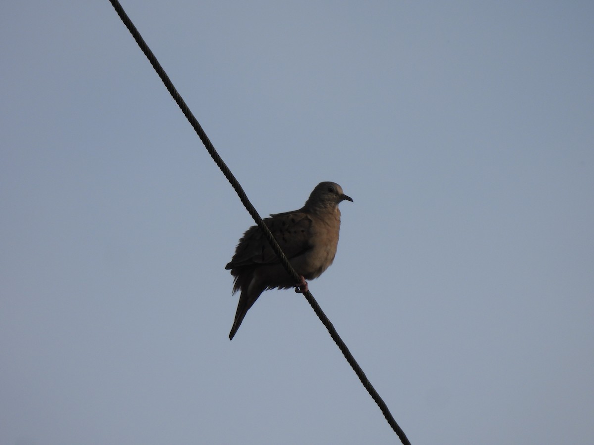 Ruddy Ground Dove - ML645281879