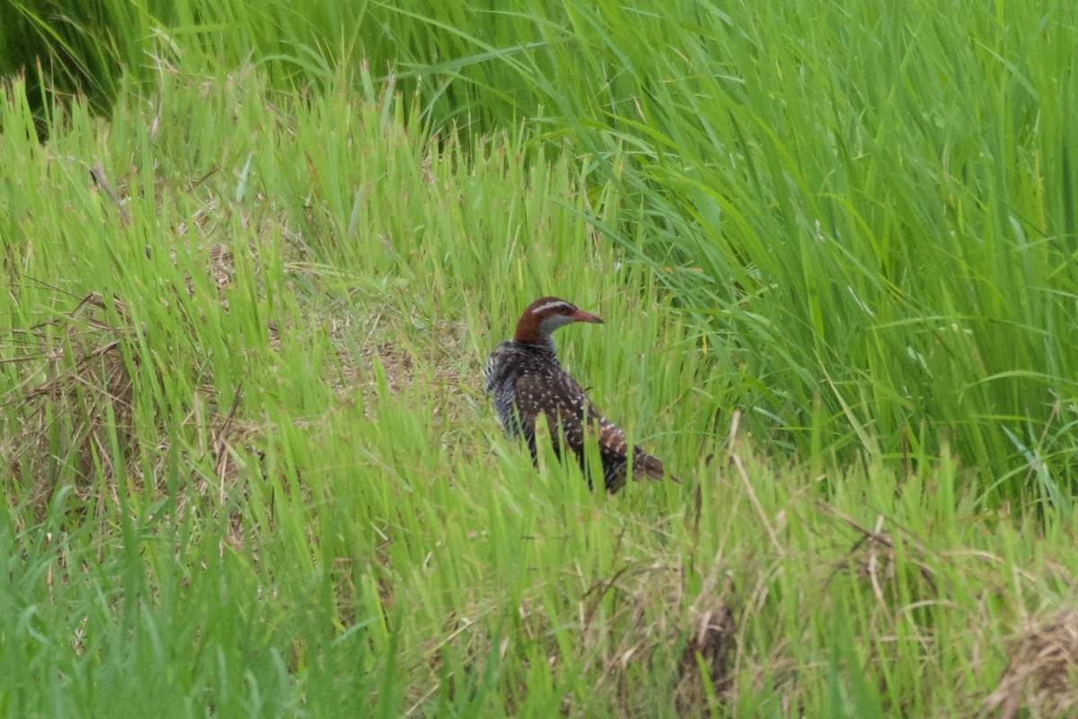 Buff-banded Rail - ML645281881