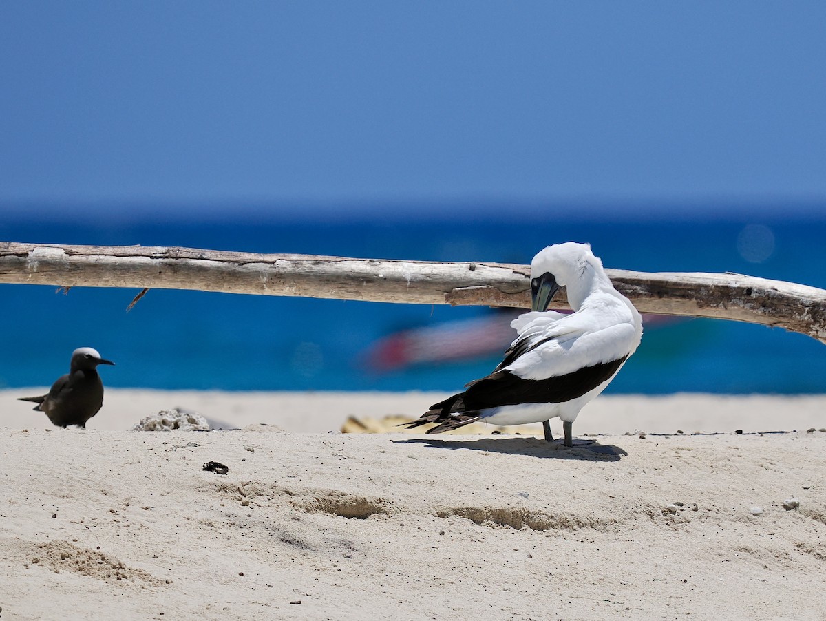 Masked Booby - ML645281893