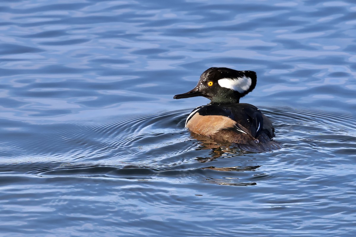 morčák chocholatý - ML645281895