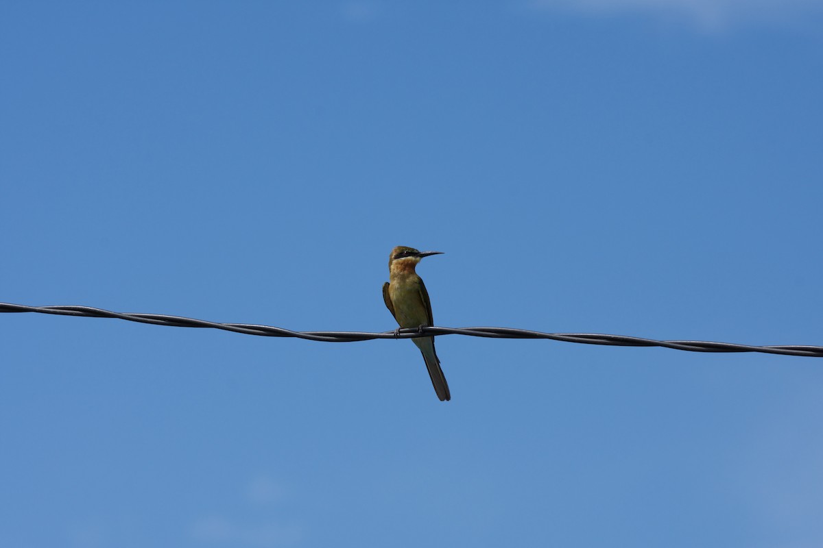 Blue-tailed Bee-eater - ML645281896