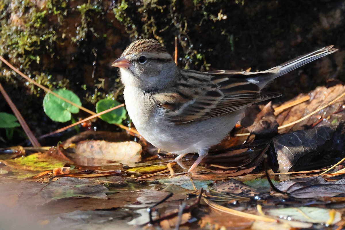 strnádka vrabcovitá - ML645281912