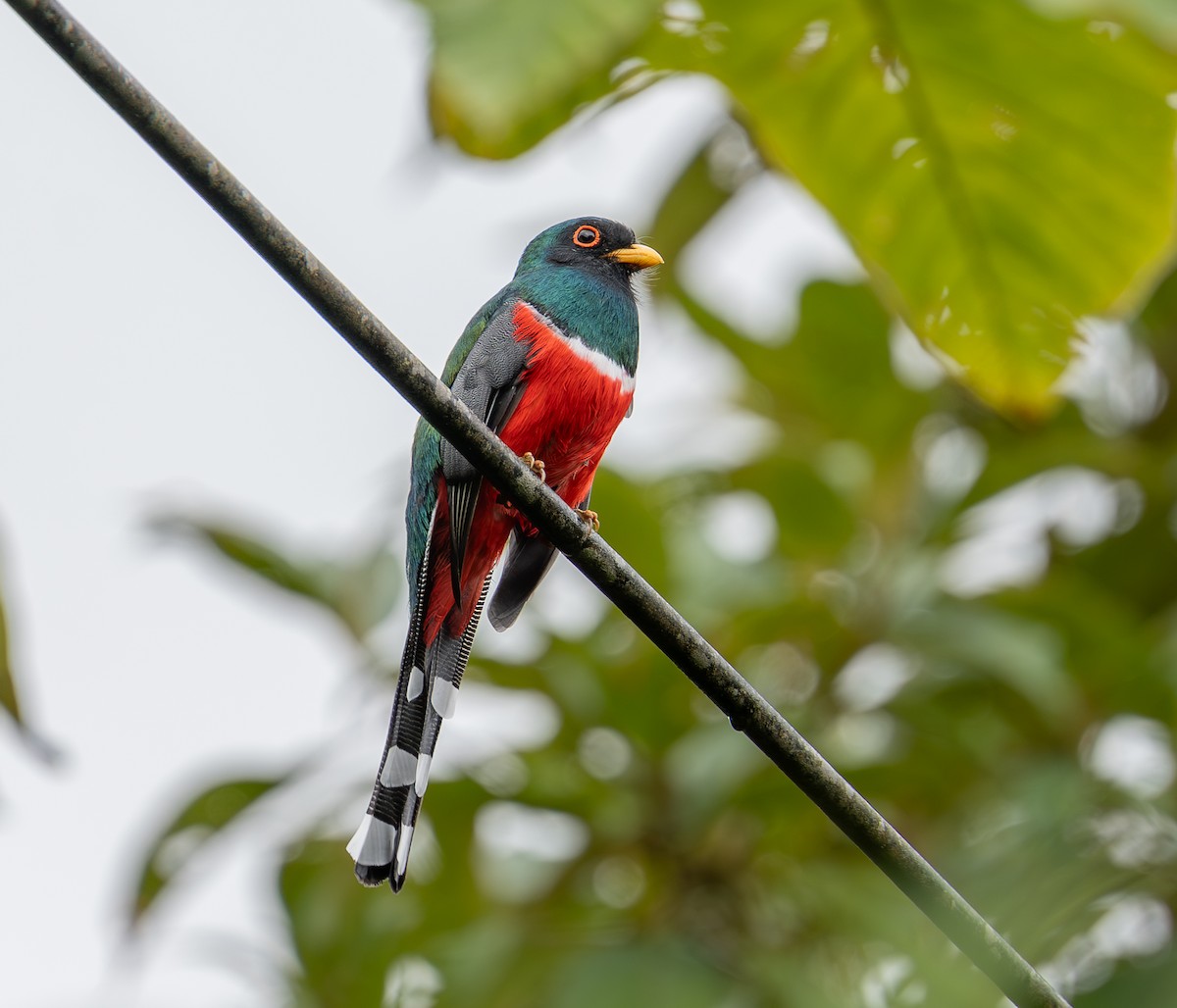 Masked Trogon - ML645281913