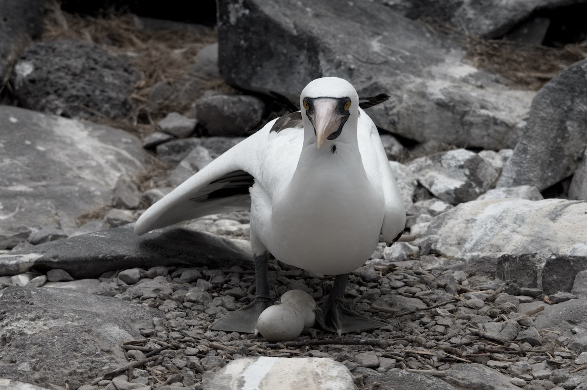 Nazcatölpel - ML645281949