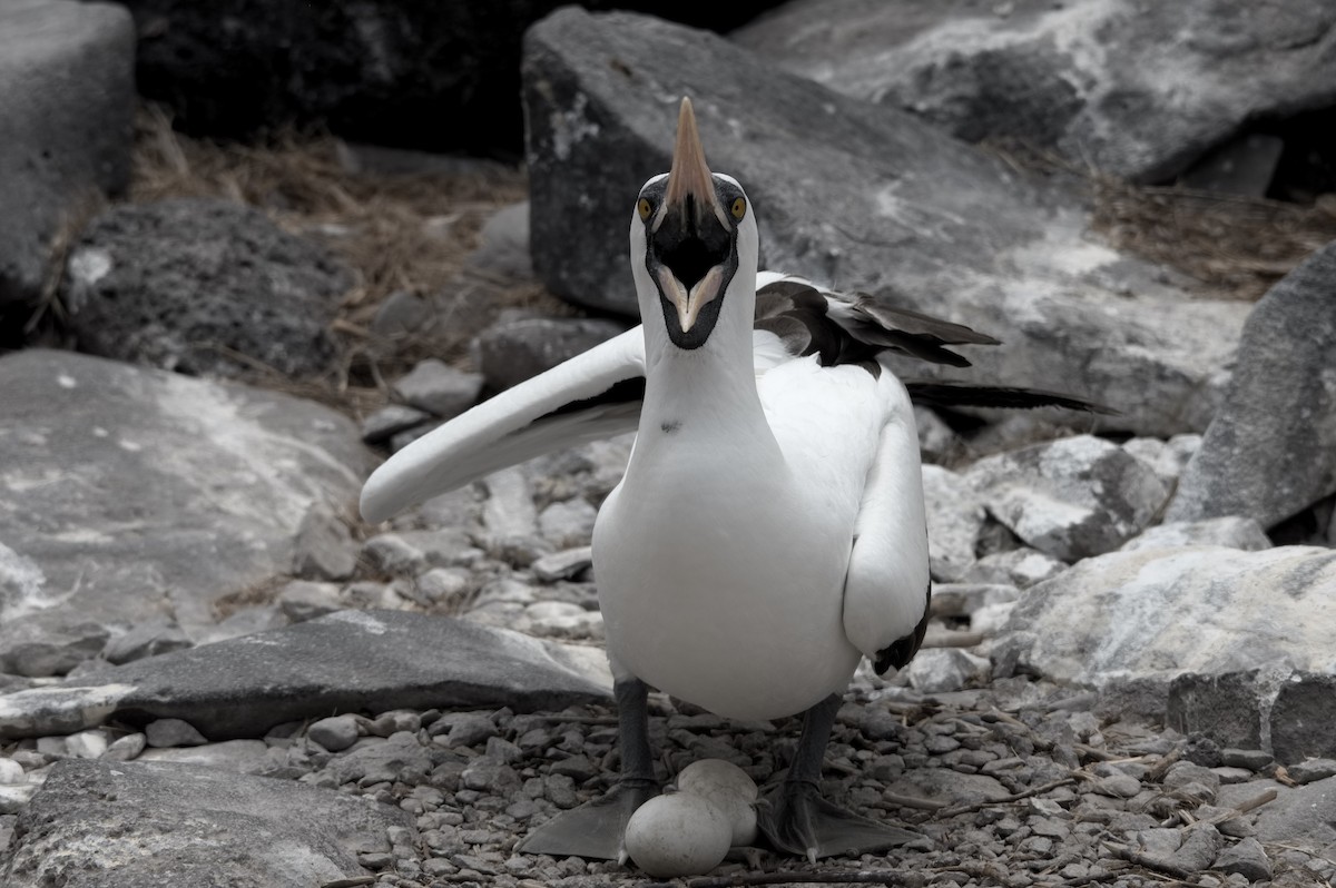 Nazcatölpel - ML645281950