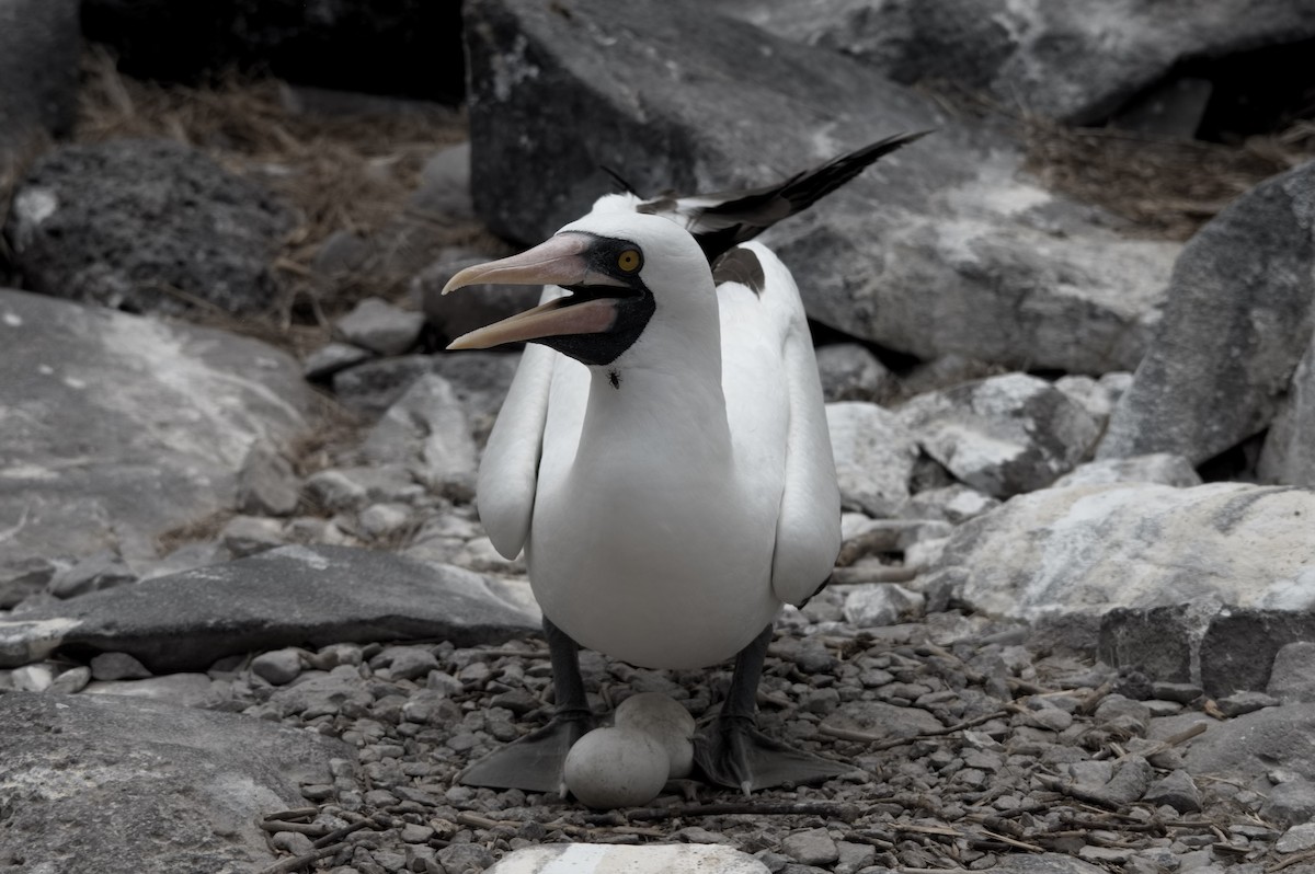 Nazcatölpel - ML645281951