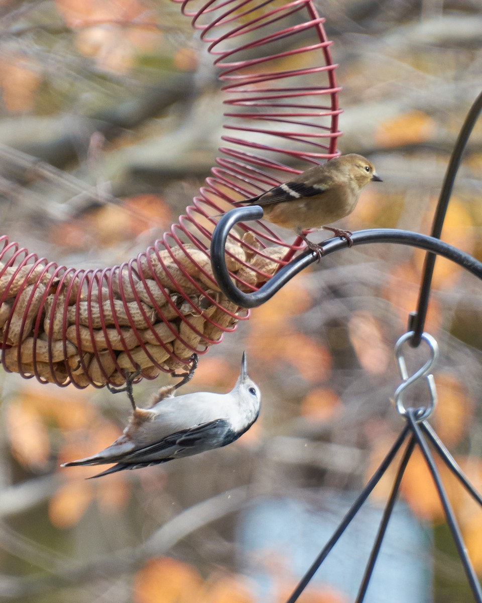 Weißbrustkleiber - ML645281964