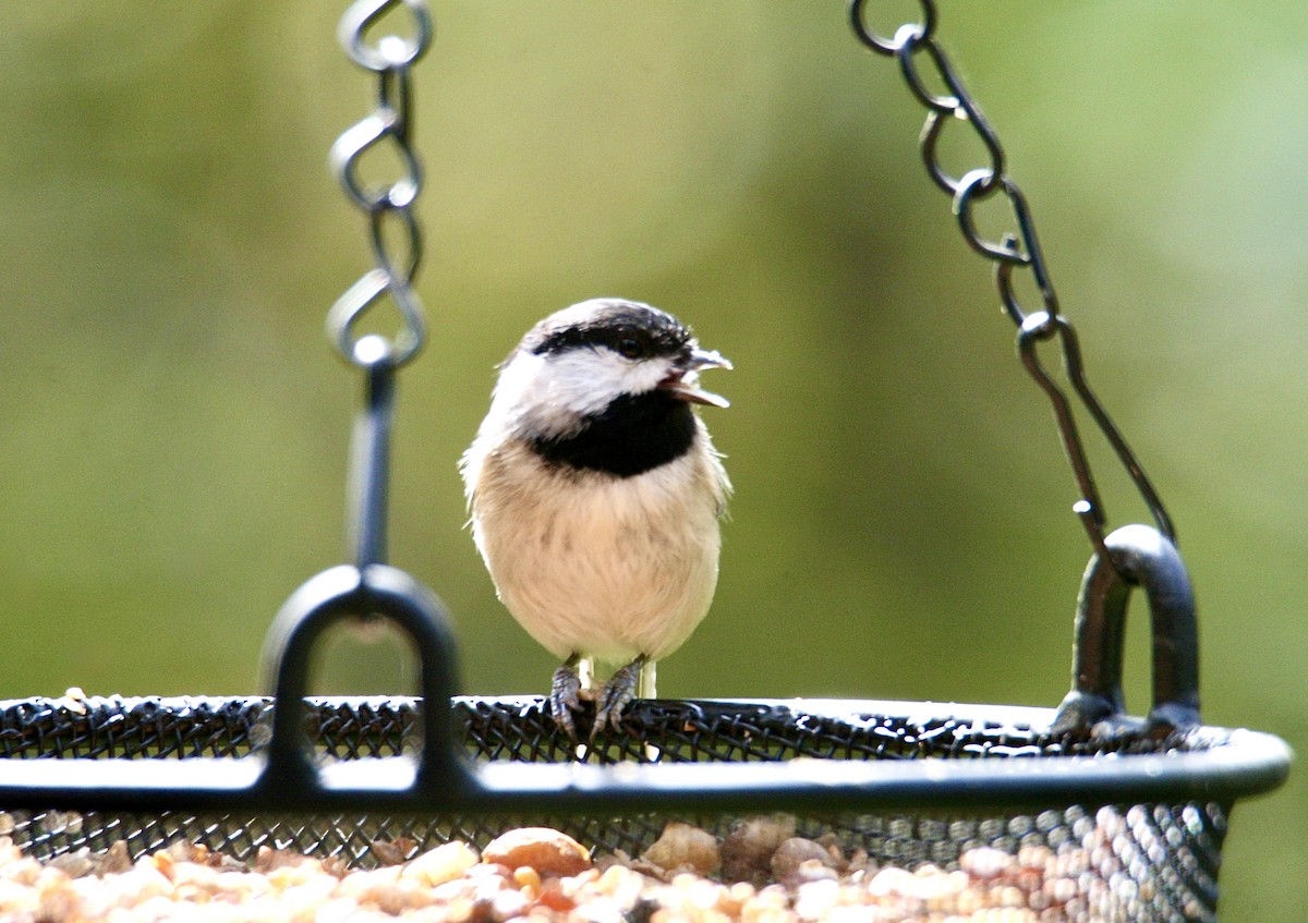 Carolina Chickadee - ML645281968