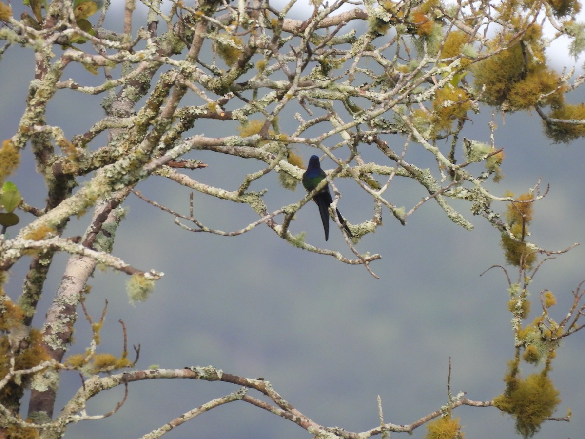 Swallow-tailed Hummingbird - ML645281969