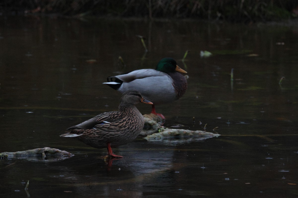 Кряква - ML645281980