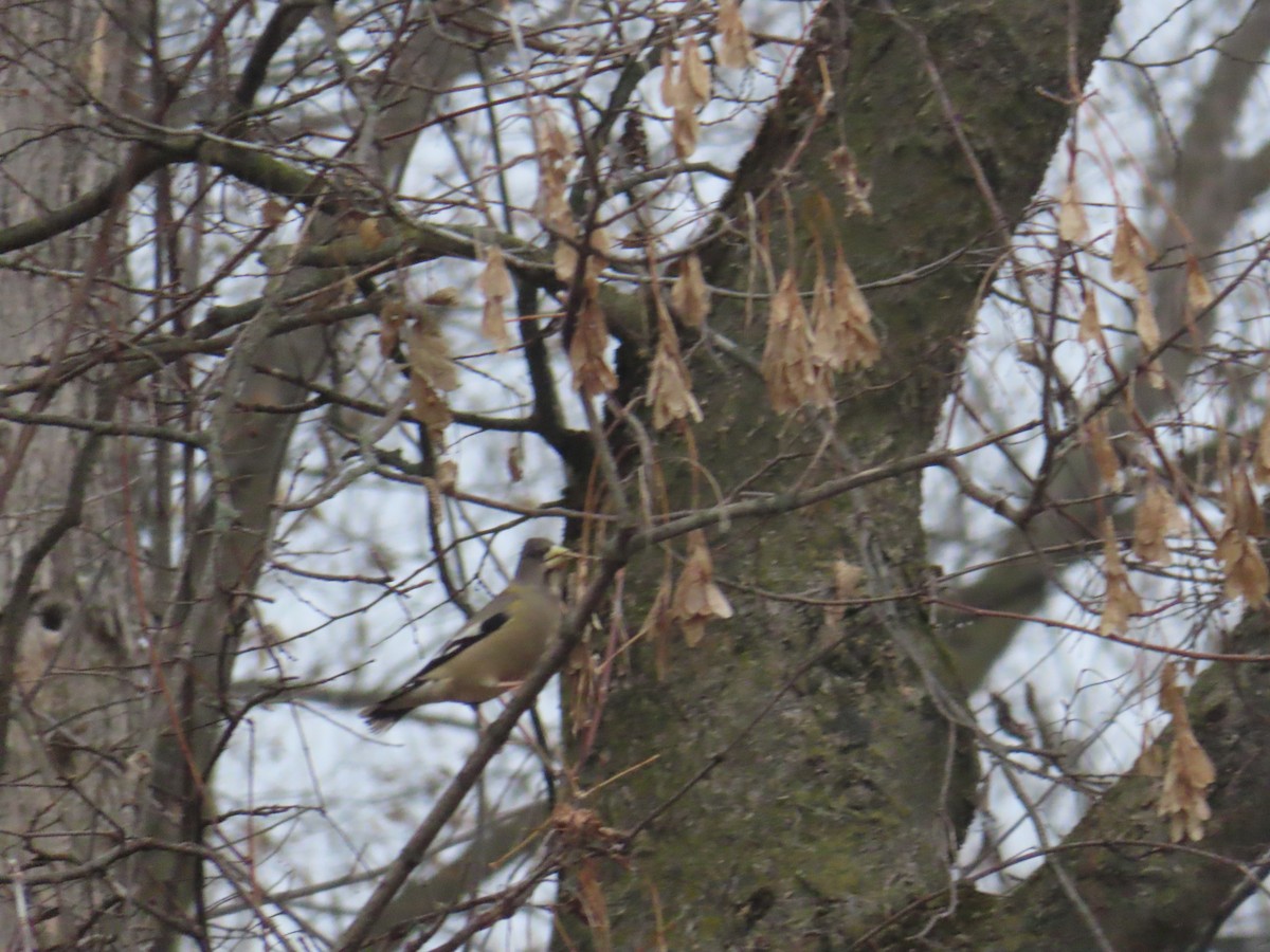 Evening Grosbeak - ML645281981